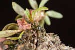 Shortseed waterwort